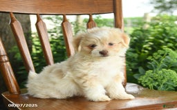 Havanese dogs for sale: Baylie - Image 5