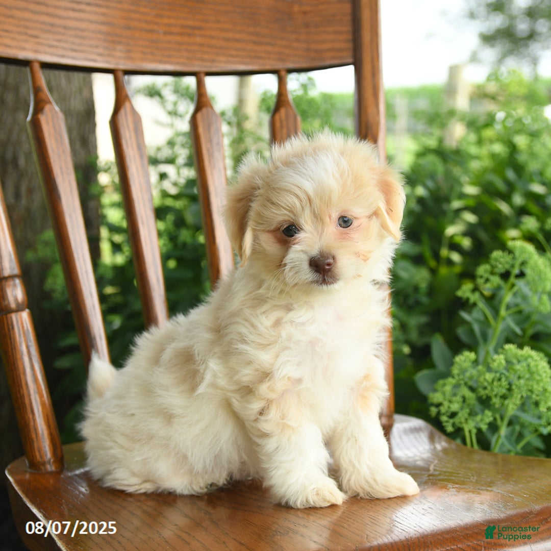 Havanese dogs for sale: Baylie - Image 5