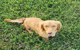 Miniature Dachshund dogs for sale: Chip - Image 14