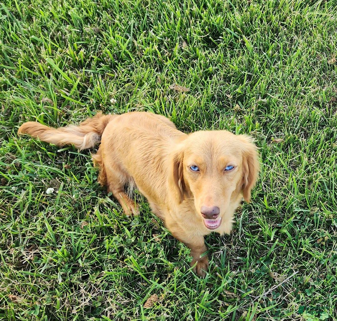 Miniature Dachshund dogs for sale: Chip - Image 14