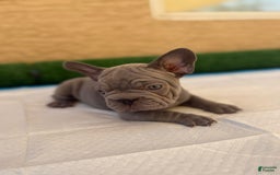 French Bulldog dogs for sale: Lila - Image 2