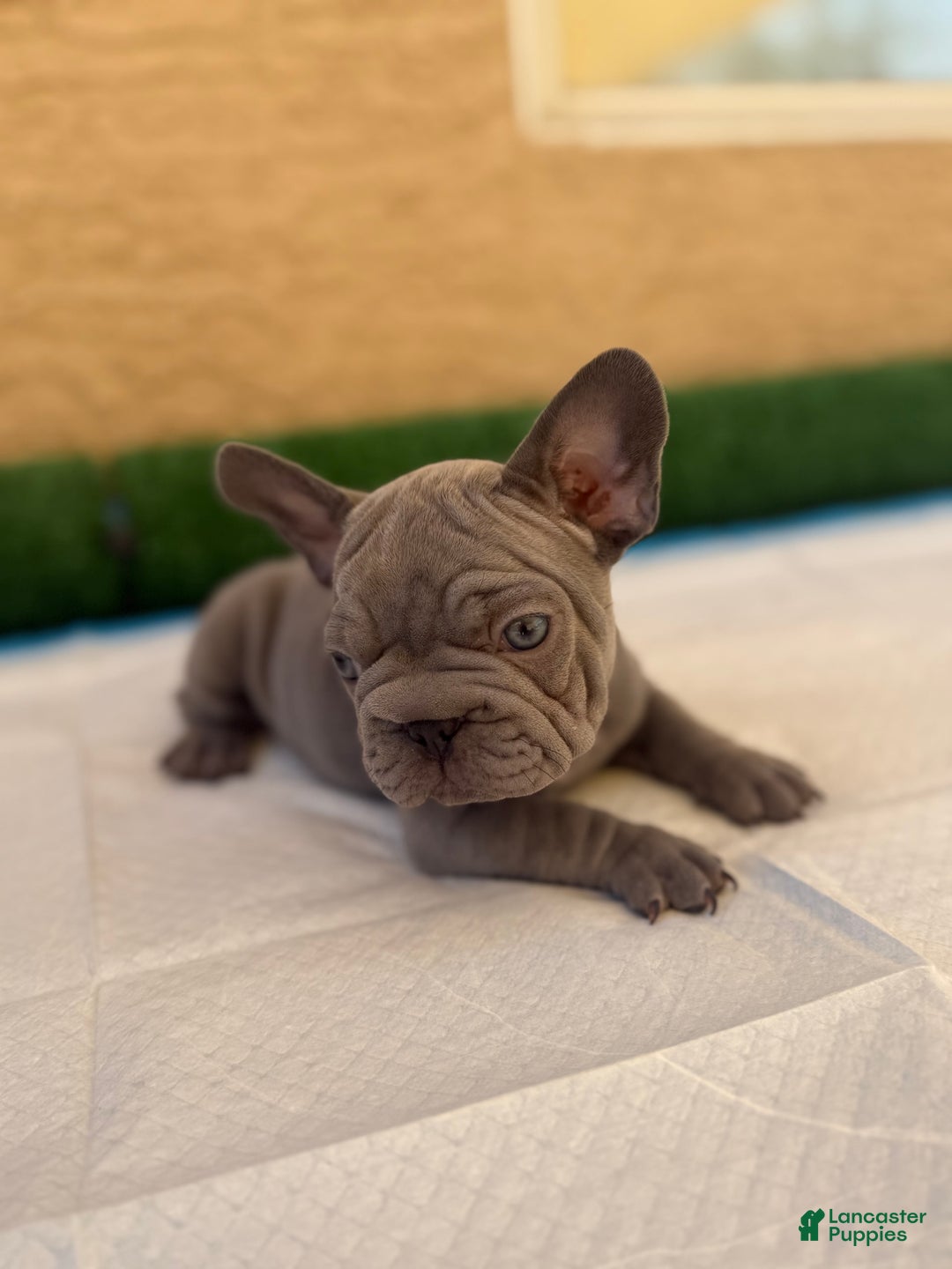 French Bulldog dogs for sale: Lila - Image 2