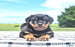 Rottweiler dogs for sale: Sparkle - Image 2