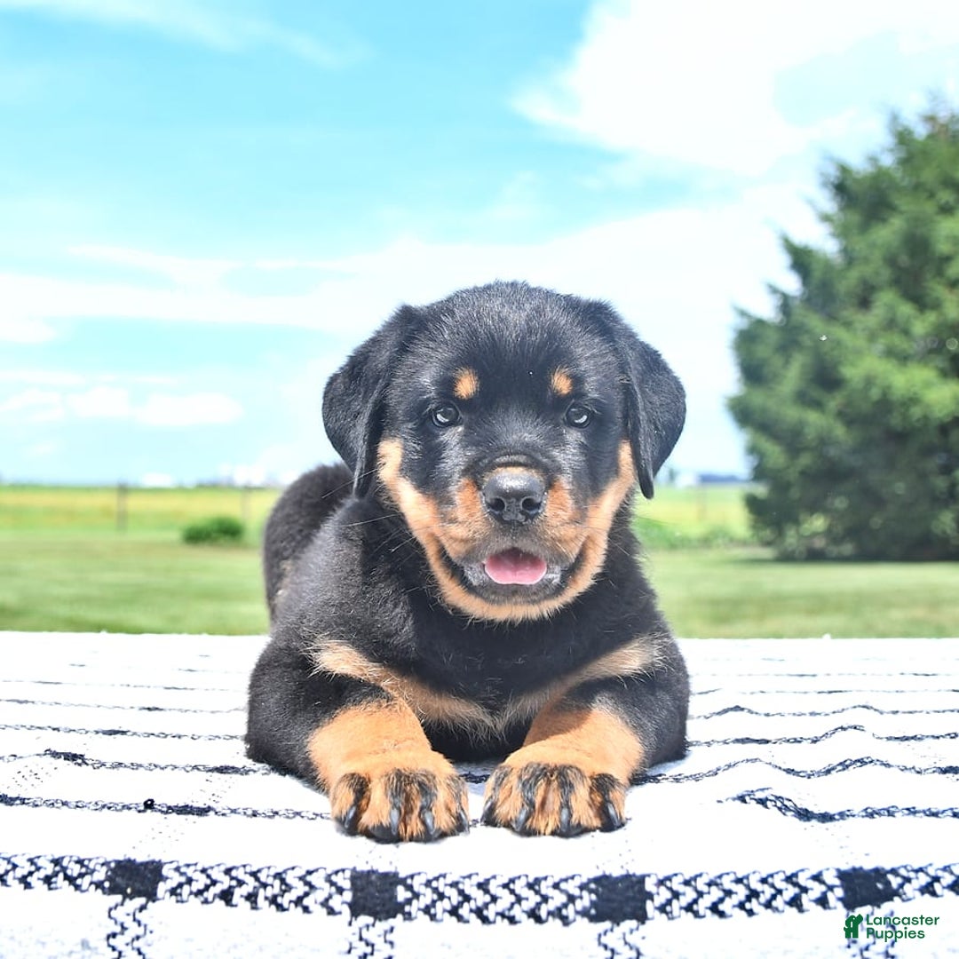 Rottweiler dogs for sale: Sparkle - Image 2