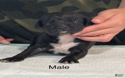 Cane Corso dogs for sale: Cane Corso - Image 10