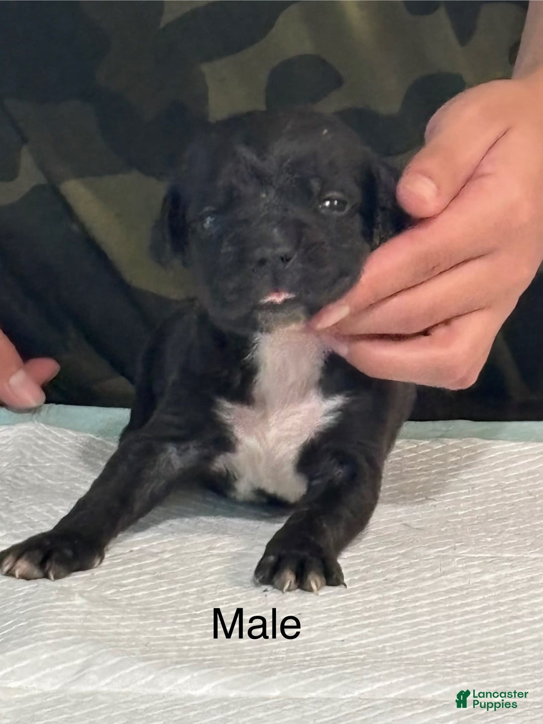 Cane Corso dogs for sale: Cane Corso - Image 10
