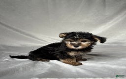 Bichpoo dogs for sale: Oliver - Image 1
