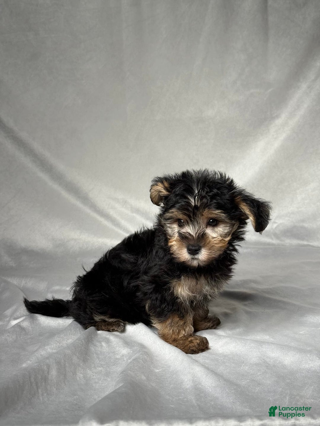 Bichpoo dogs for sale: Oliver - Image 1