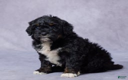 Mini Bernedoodle dogs for sale: Jewel - Image 6