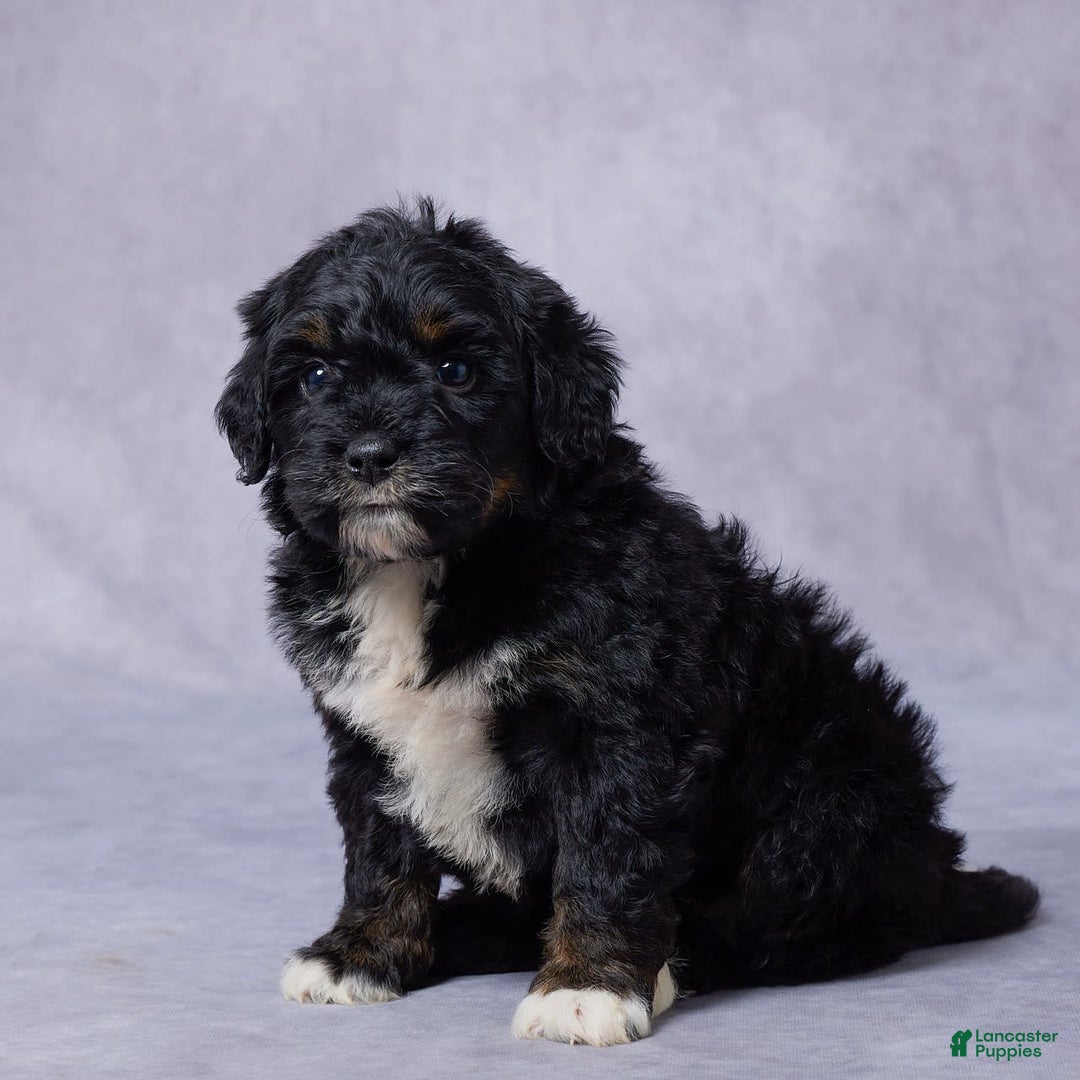 Mini Bernedoodle dogs for sale: Jewel - Image 6