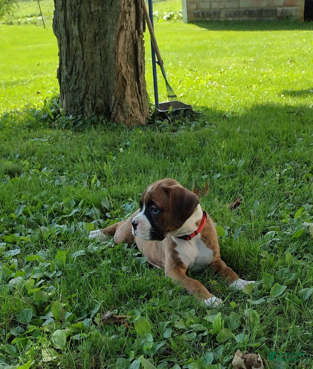 Boxer dogs for sale: Rocket - Image 5