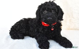 Cockapoo dogs for sale: Addy - Image 6