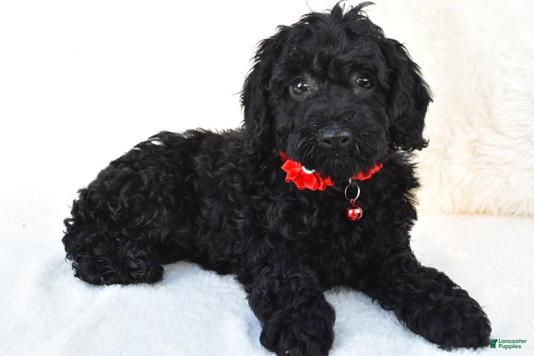 Cockapoo dogs for sale: Addy - Image 6