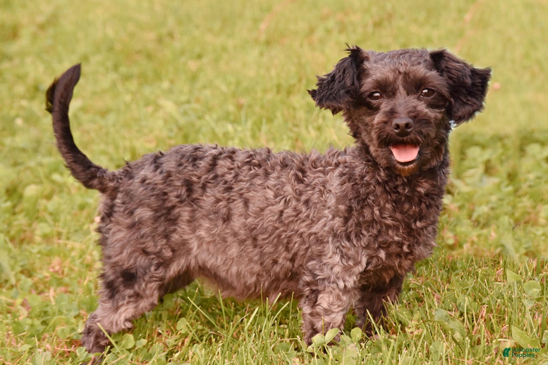 Yorkiepoo dogs for sale: Harold - Image 6