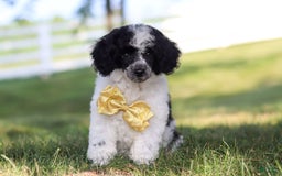 Miniature Poodle dogs for sale: Pepper - Image 11