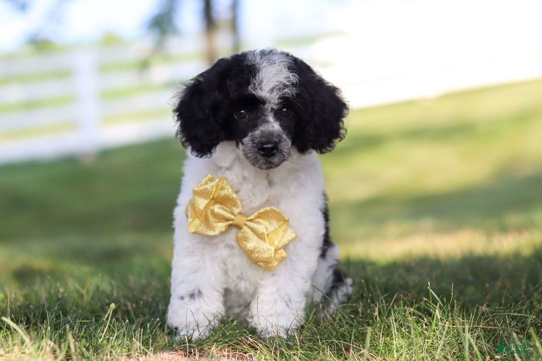 Miniature Poodle dogs for sale: Pepper - Image 11