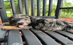 Mini Aussiedoodle dogs for sale: Canary - Image 23
