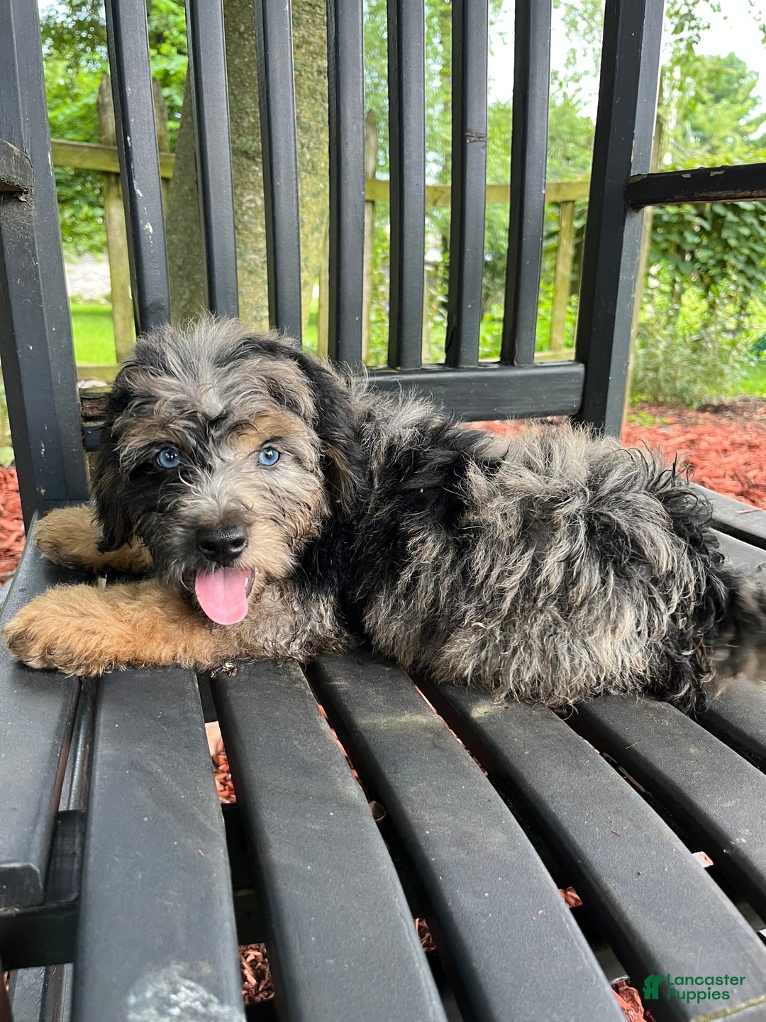Mini Aussiedoodle dogs for sale: Canary - Image 23
