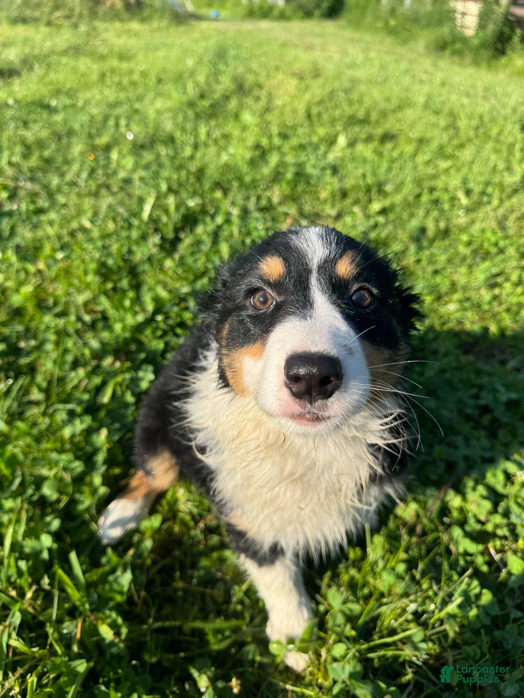 Australian Shepherd dogs for sale: Ahsoko - Image 18