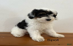 Mini Aussiedoodle dogs for sale: Spot - Image 2