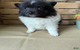Pomeranian dogs for sale: Abby - Image 4