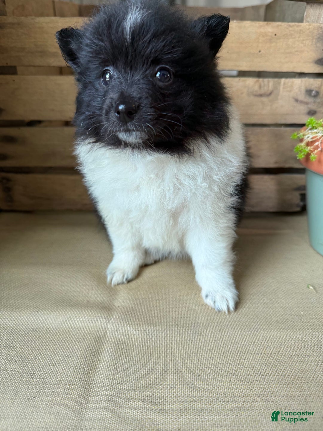 Pomeranian dogs for sale: Abby - Image 4