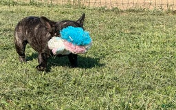 French Bulldog dogs for sale: Clifford - Image 4