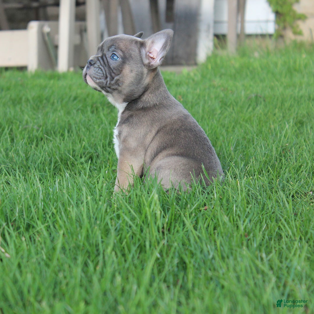 French Bulldog dogs for sale: French Bulldog 3 puppies - Image 19