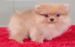 Pomeranian dogs for sale: Dillon - Image 2