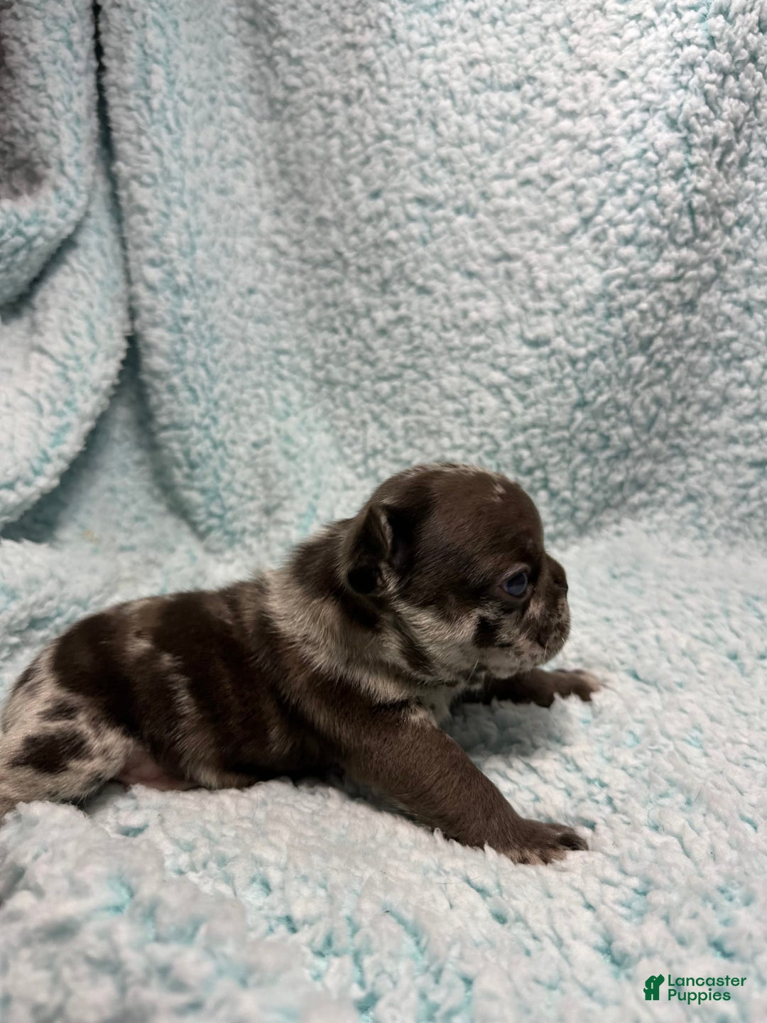 French Bulldog dogs for sale: Harley - Image 2