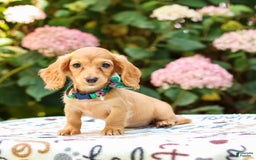 Miniature Dachshund dogs for sale: Sophie - Image 3