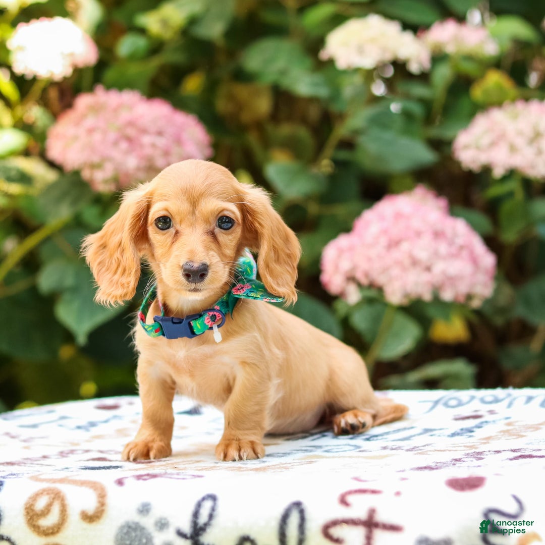 Miniature Dachshund dogs for sale: Sophie - Image 3