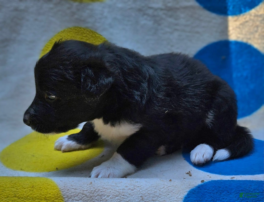 Border Collie dogs for sale: Francis - Image 12