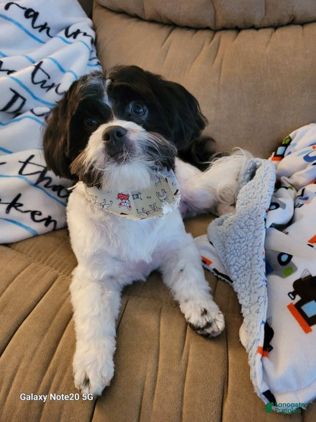 Cavapoo dogs for sale: Yara - Image 1