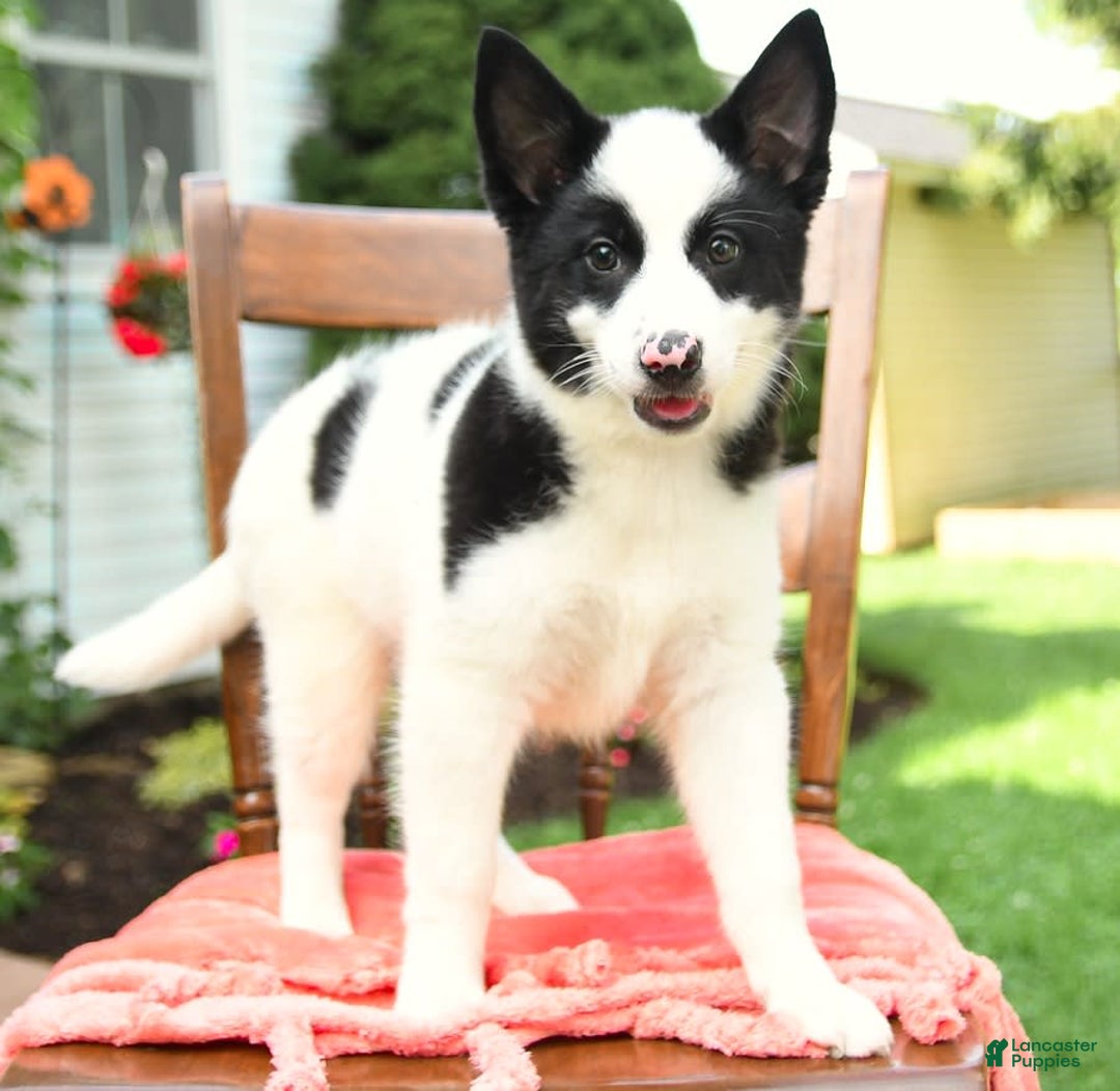 Border Collie dogs for sale: Poppy - Image 13