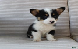 Welsh Corgi Pembroke dogs for sale: Lily - Image 14