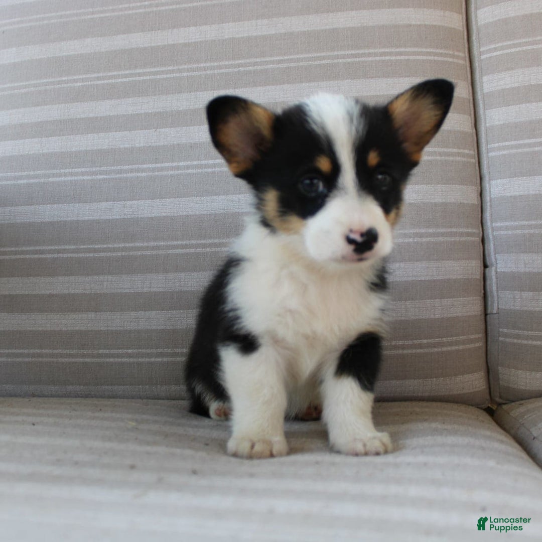 Welsh Corgi Pembroke dogs for sale: Lily - Image 14