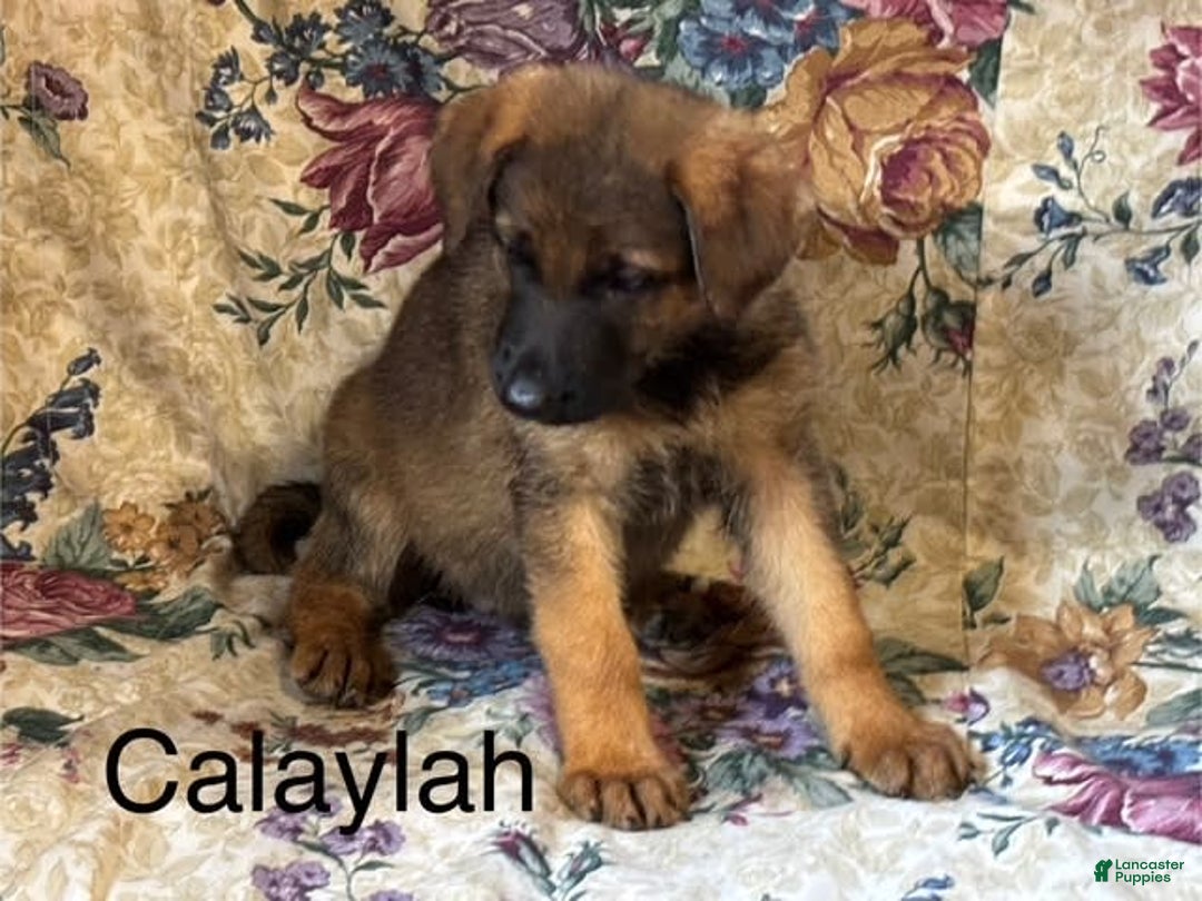 German Shepherd dogs for sale: Calaylah - Image 6
