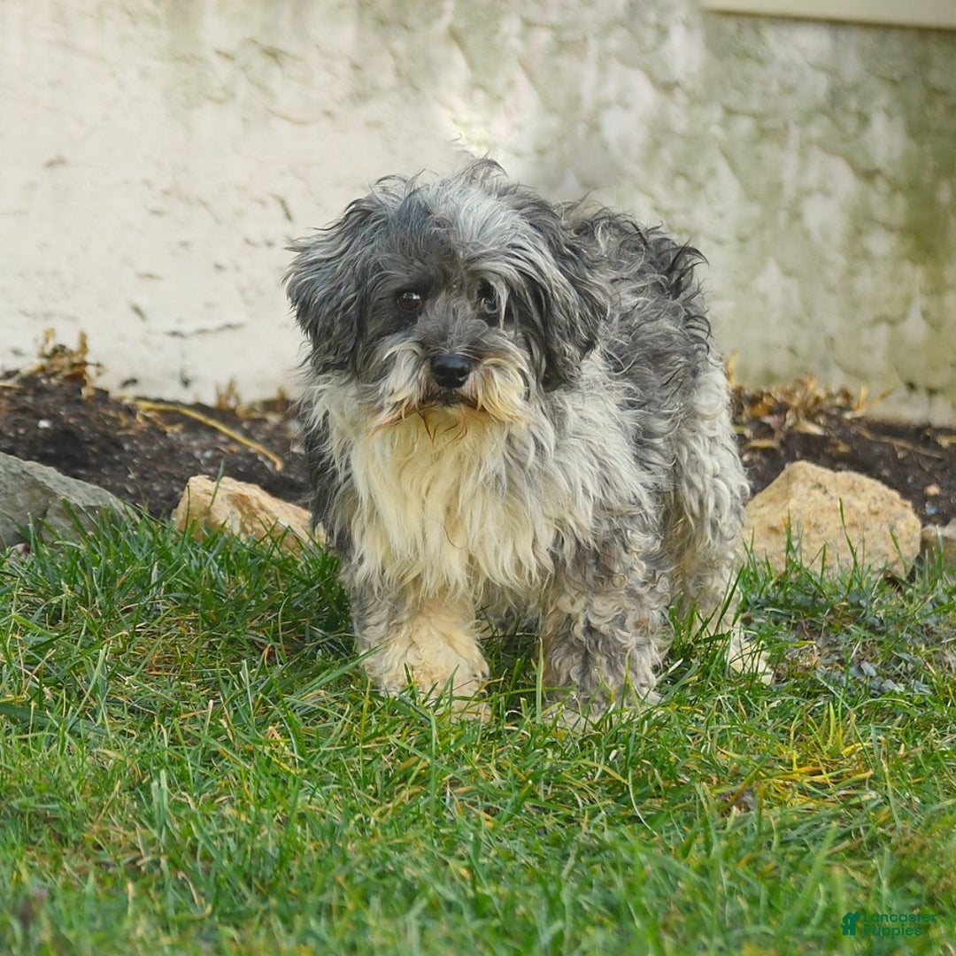 Miniature Schnauzer dogs for sale: Sahara - Image 7