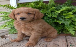 Goldendoodle dogs for sale: Reed - Image 21