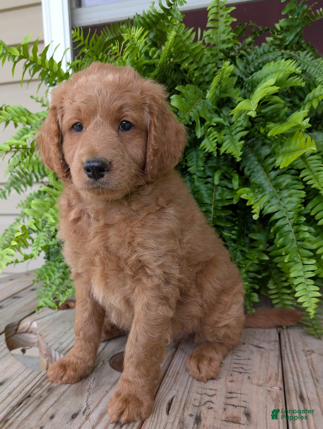 Goldendoodle dogs for sale: Reed - Image 21