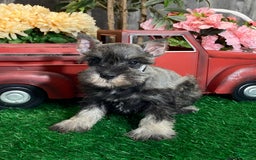 Miniature Schnauzer dogs for sale: Katie - Image 1
