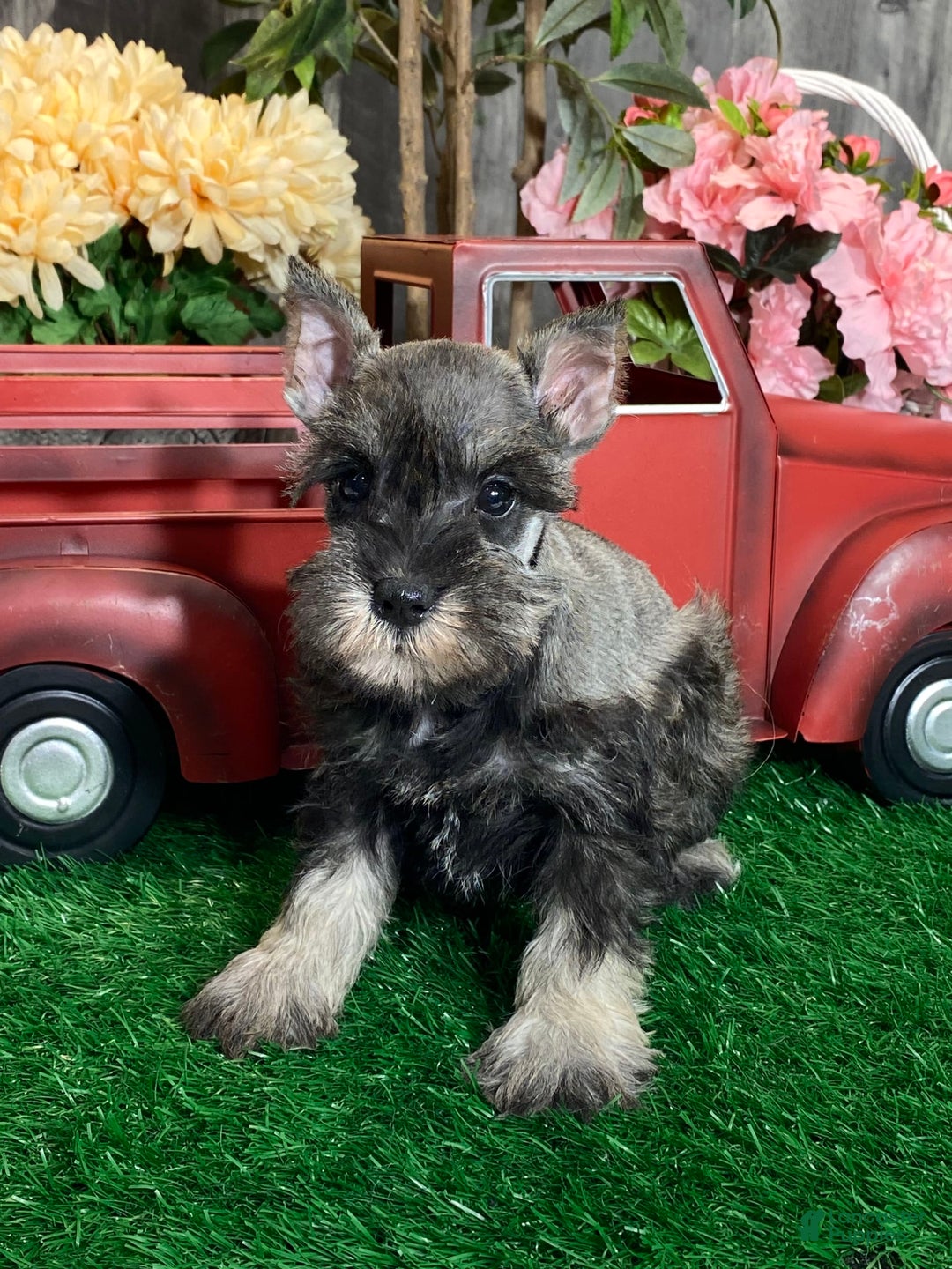 Miniature Schnauzer dogs for sale: Katie - Image 1