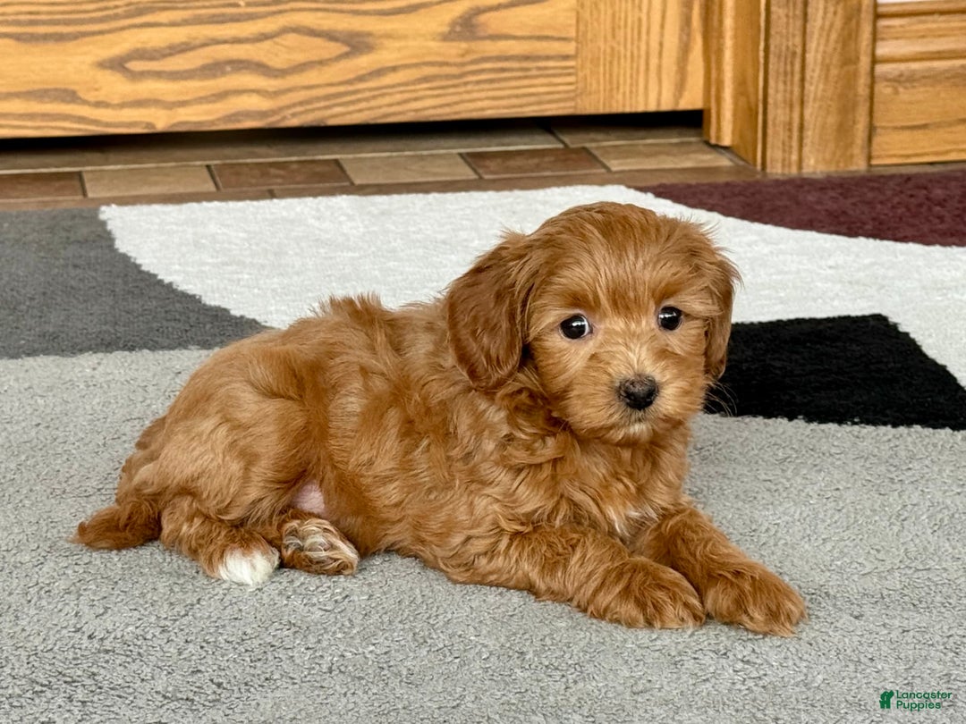 Maltipoo dogs for sale: Larry - Image 10
