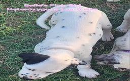 Dalmatian dogs for sale: Belles Pink Lua Girl - Image 8
