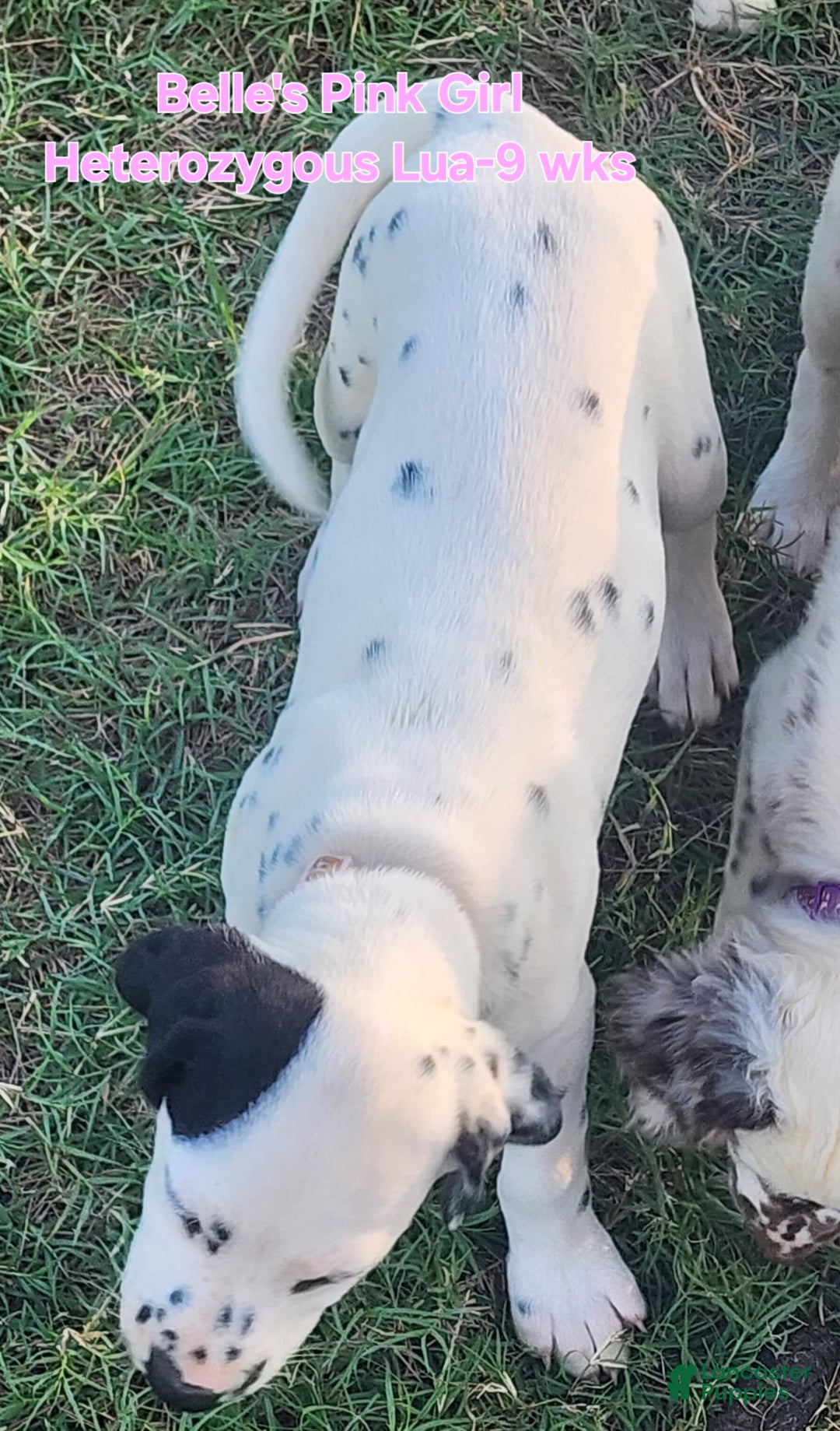 Dalmatian dogs for sale: Belles Pink Lua Girl - Image 8