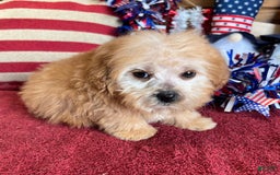Cavapoo dogs for sale: Calvin - Image 5