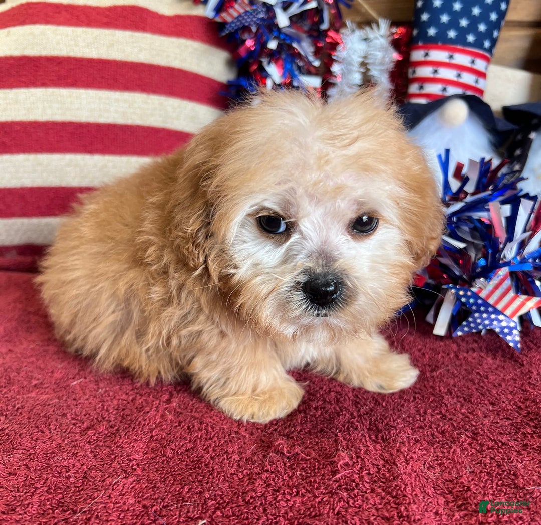 Cavapoo dogs for sale: Calvin - Image 5