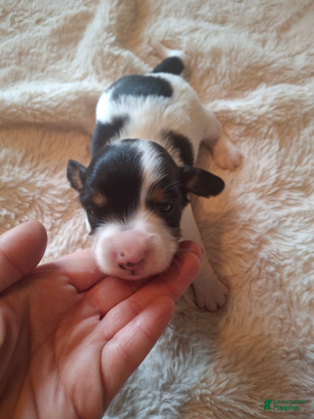 Miniature Dachshund dogs for sale: Milkshake - Image 2