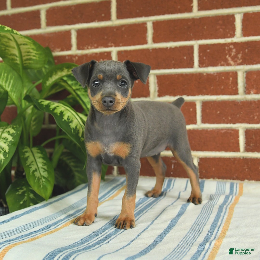 Miniature Pinscher dogs for sale: Josie - Image 3